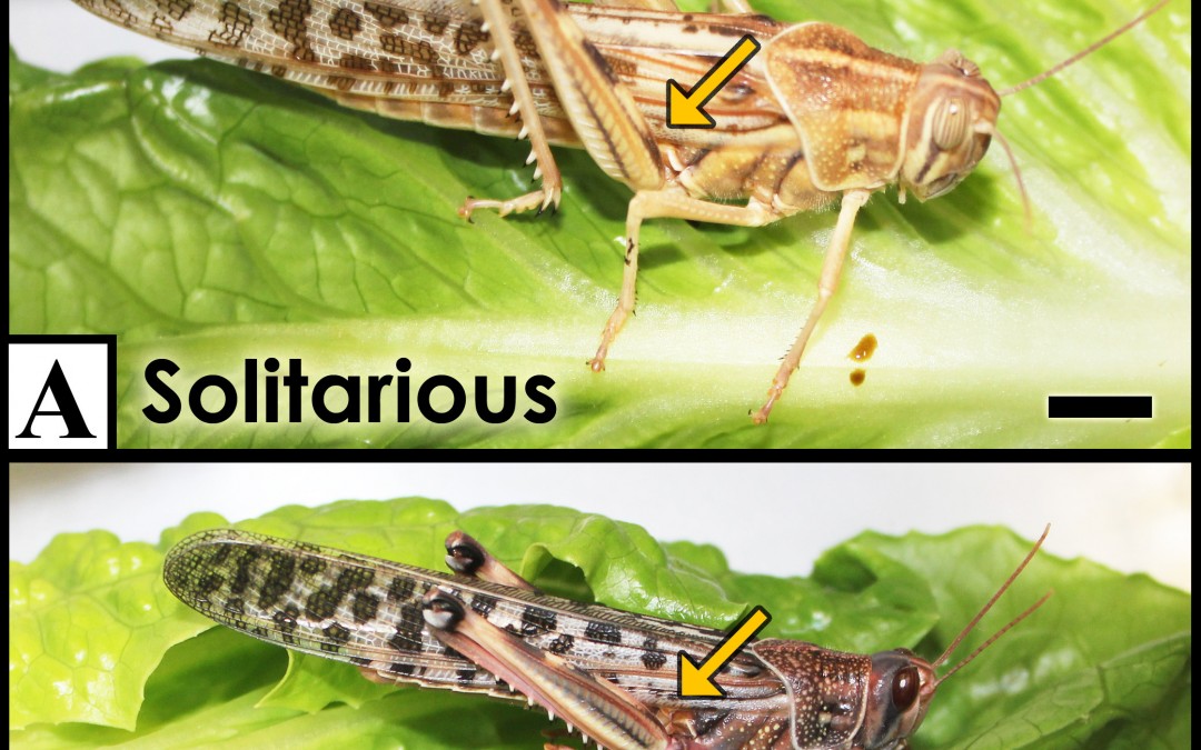 Gordon SD, Jackson JC, Rogers SM, Windmill JFC.  2014.  Listening to the Environment:  Hearing Differences from an Epigenetic Effect in Solitarious and Gregarious Locusts.  Proceedings of the Royal Society B. 281 no. 1795 20141693