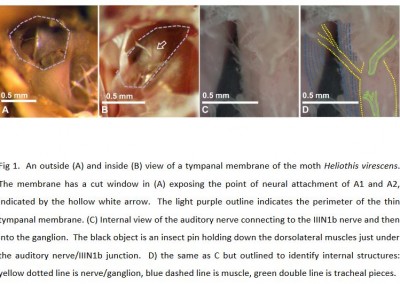 Gordon SD, Klenschi E, Windmill JFC.  2017.  Hearing on the fly: the effects of wing position on noctuid moth hearing.  Journal of Experimental Biology. 220:1952-1955