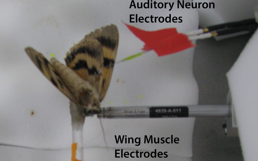 Gordon SD. ter Hofstede HM.  2018.  The influence of bat echolocation call duration and timing on auditory encoding of predator distance in noctuoid moths. The Journal of Experimental Biology
